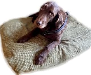 ProMagnet Magnetic Therapy Pet Bed, X-Large, Cotton Cover, Made in the USA