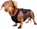 Dog wearing a wrap-style back support brace