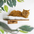 Rustic Wooden Cat Wall Shelf with Soft White Cushion, Natural Wood Finish