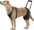 Large dog wearing an adjustable hip support brace with lift strap – view 2