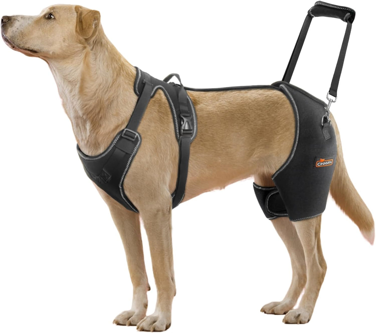 Large dog wearing an adjustable hip support brace with lift strap – view 2