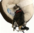 Cat Wheelchair, Small Pet Mobility Aid, Aluminum, Adjustable Fit, Belly Band and Leash Ring, Ages 3 to 6 Months