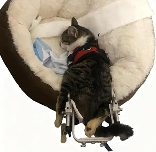 Cat Wheelchair, Small Pet Mobility Aid, Aluminum, Adjustable Fit, Belly Band and Leash Ring, Ages 3 to 6 Months
