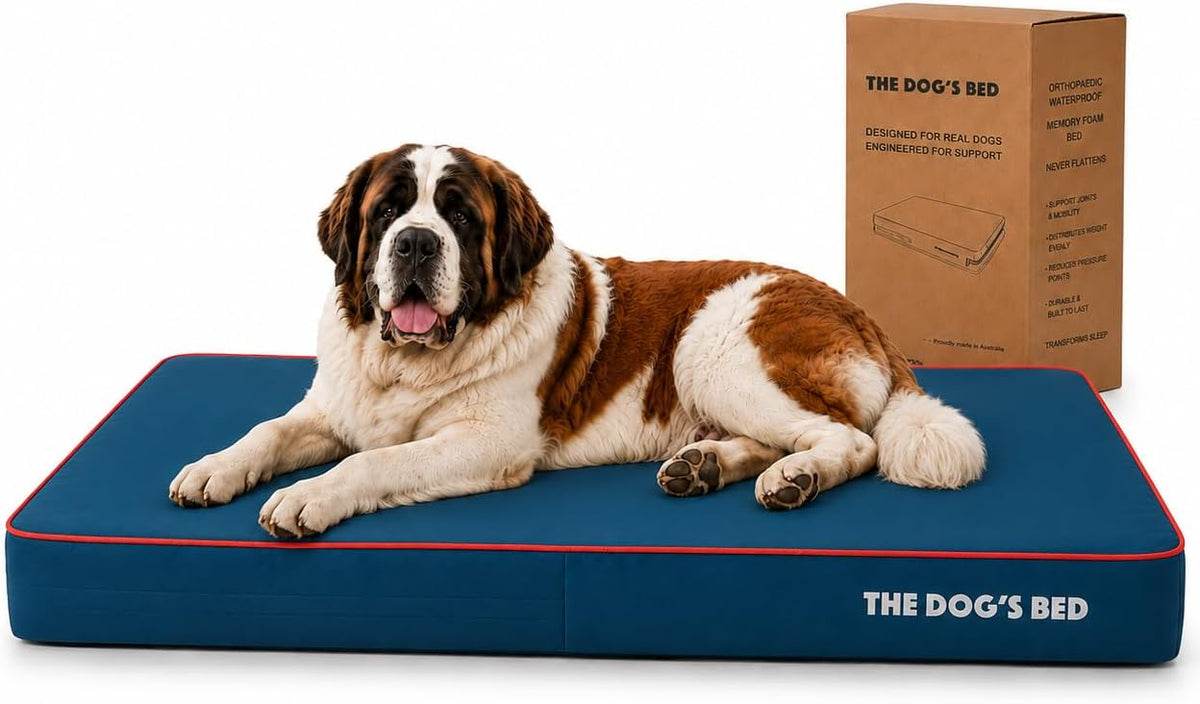 XXXL blue orthopedic memory foam dog bed with red trim