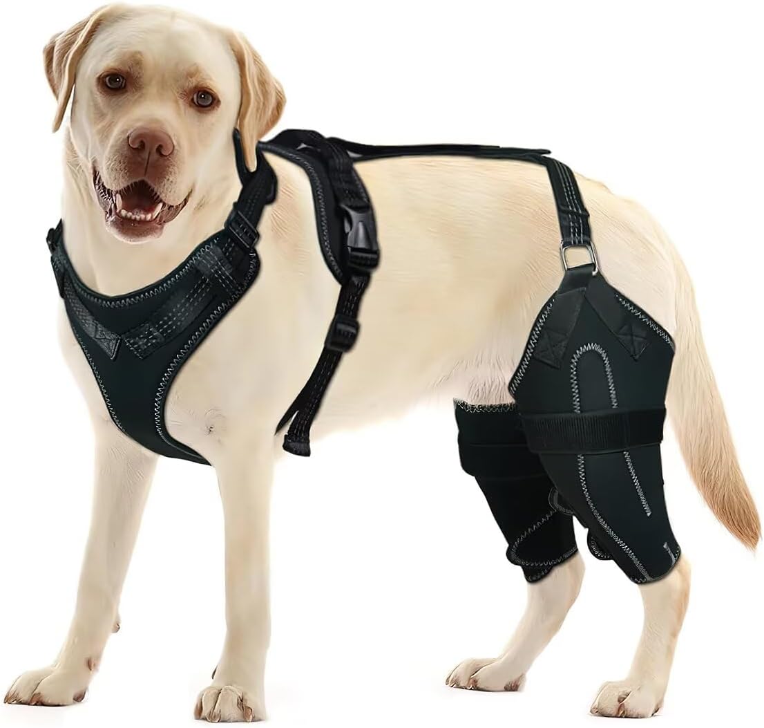 Metal hinged dog knee brace fitted on both hind legs