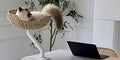 Handwoven Desk-Mounted Cat Bed, White