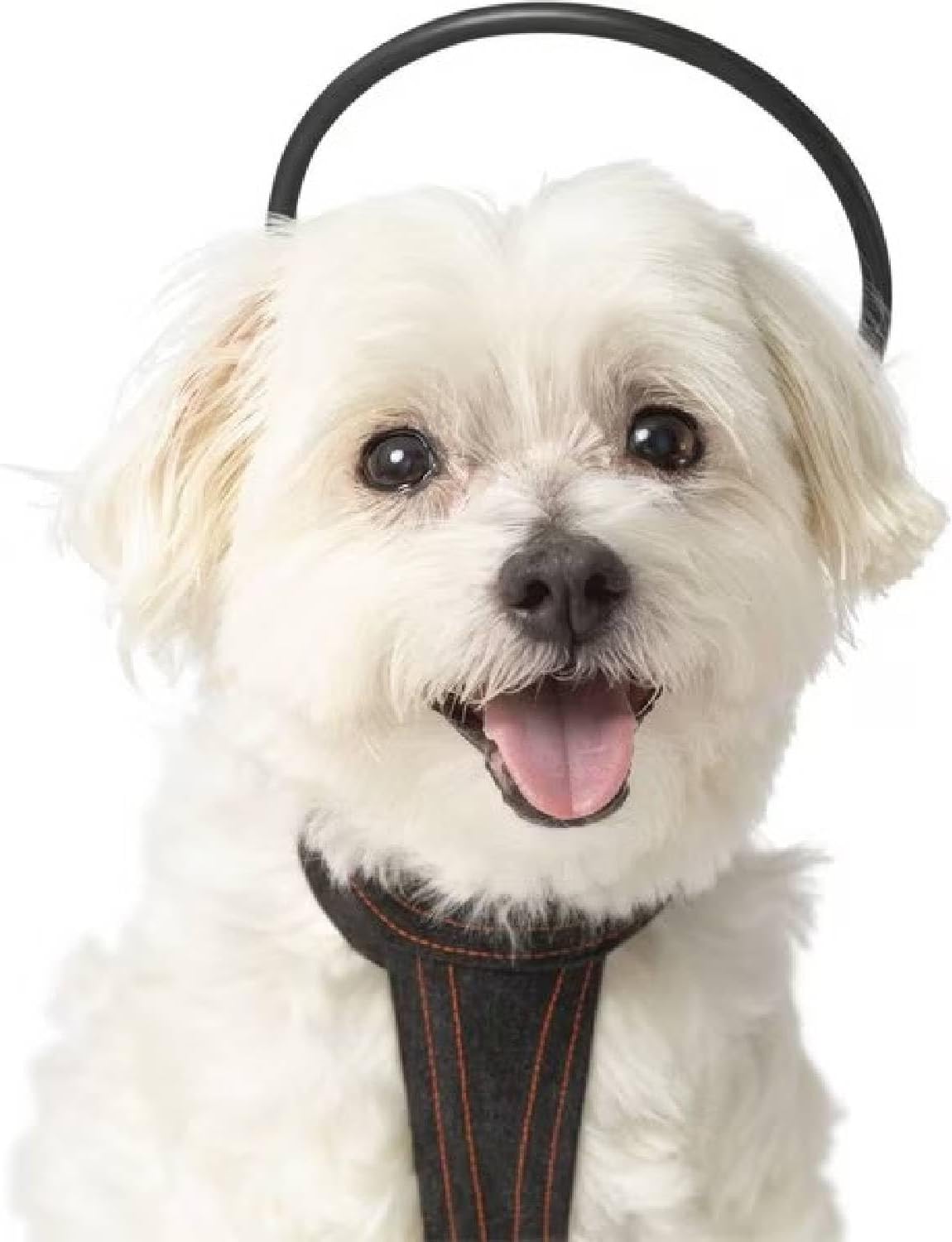 Small wearable tPEMF device and vest for dogs – view 5
