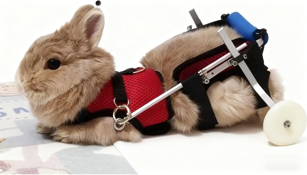 Adjustable cat wheelchair cart with rear leg support and wheels