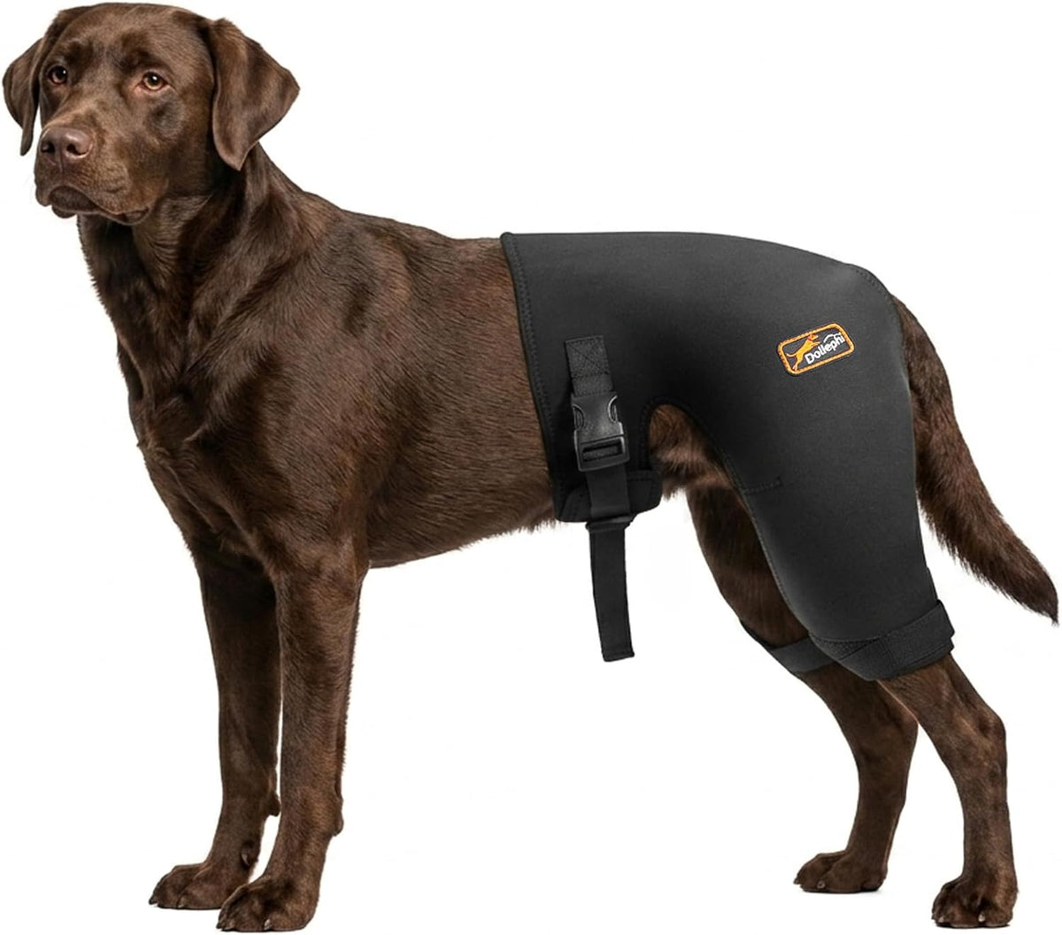 Dog wearing a breathable rear leg hip brace with hot and cold pack pocket