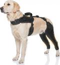 Dog wearing a rear leg knee brace with lifting handle