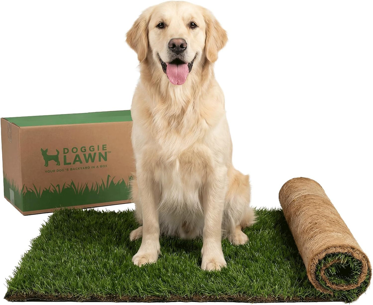 XL real grass dog potty patch in a plastic tray, 48 by 24 inches – view 3