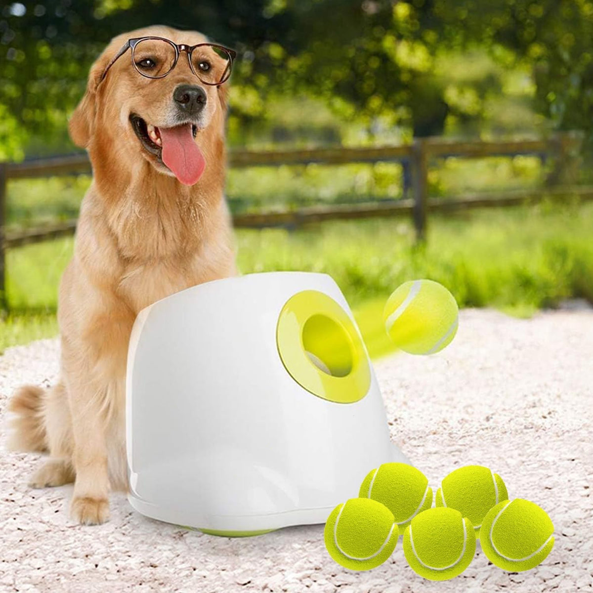 Automatic dog tennis ball launcher with a ball loaded in the top