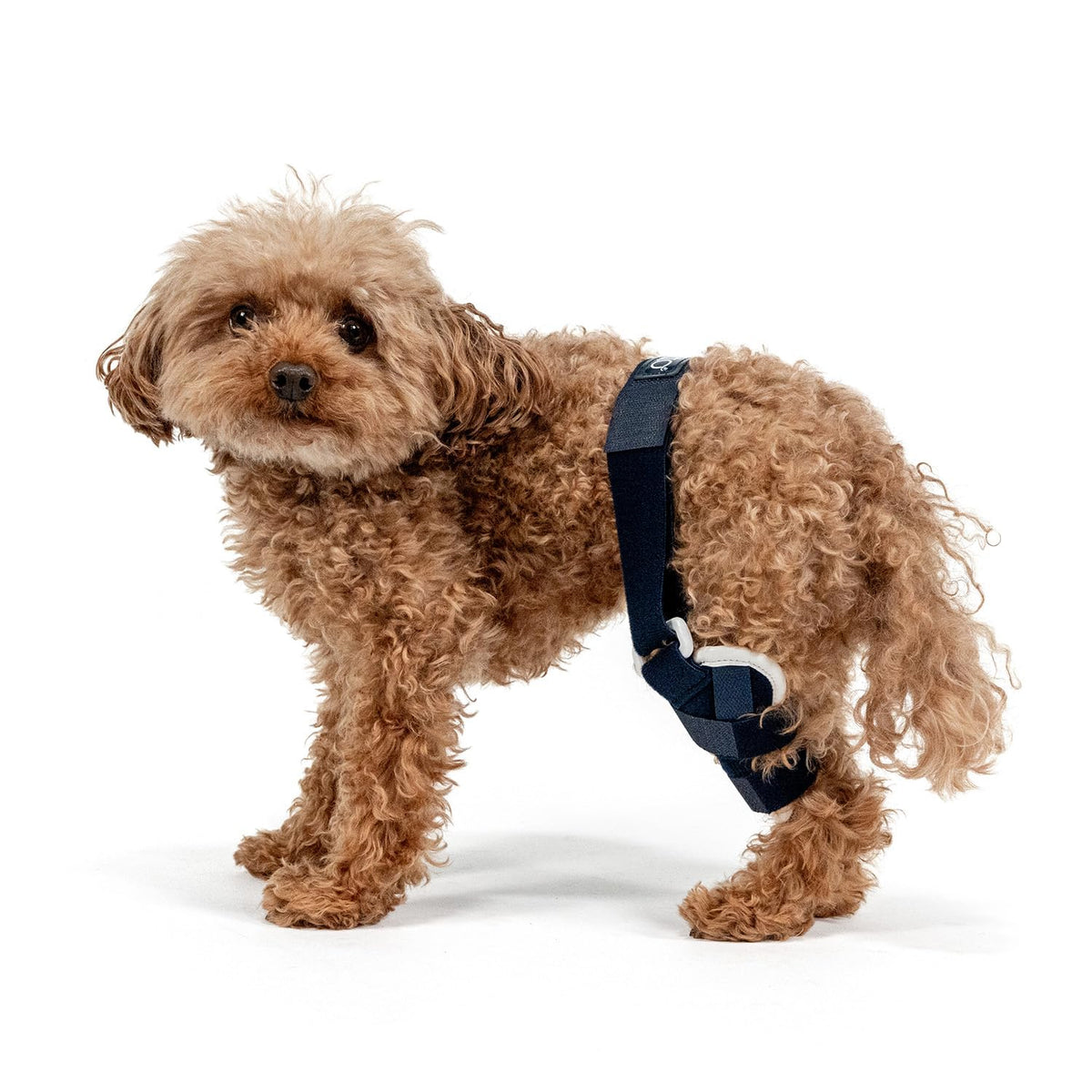 Adjustable knee brace on a dog's right hind leg – view 6