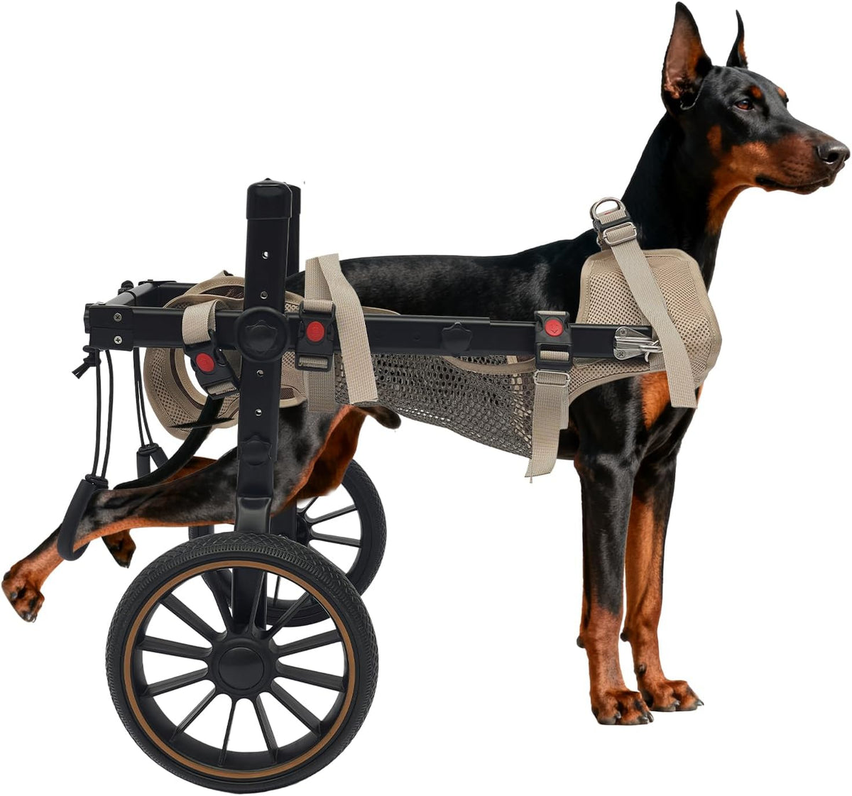 Aluminum two-wheel dog wheelchair with harness supporting a dog's back legs