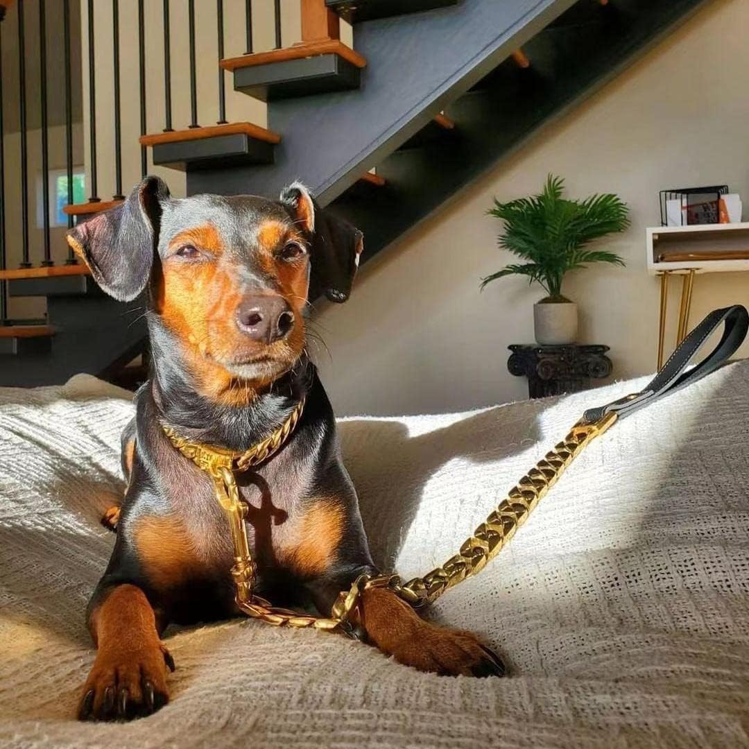 Gold 32mm stainless steel chain dog leash with leather handle
