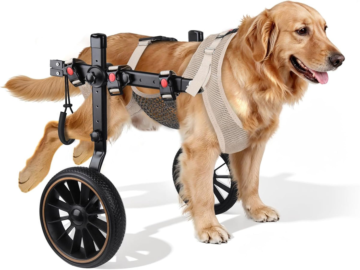 Extra large two-wheel dog wheelchair supporting a dog's back legs outdoors