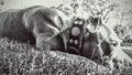 Black wide buffalo leather dog collar with silver conchos for large breeds