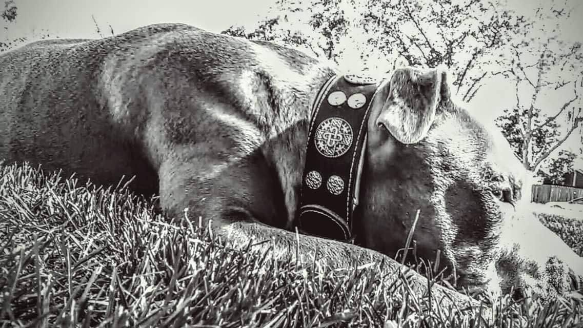 Black wide buffalo leather dog collar with silver conchos for large breeds