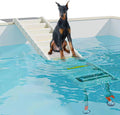 White dog pool water ramp with non-slip steps