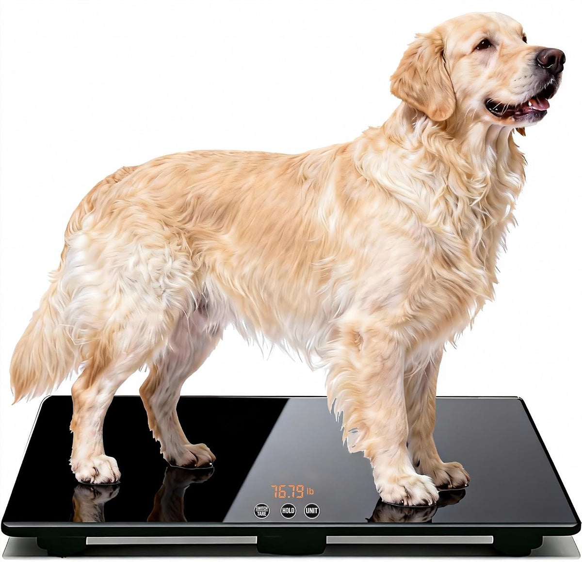 Large tempered glass digital pet scale with backlit LCD display