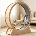 48 inch cat exercise wheel with carpet runway