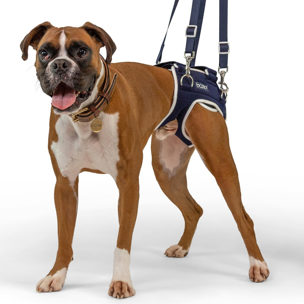 Extra small adjustable rear compression hip brace on a small dog