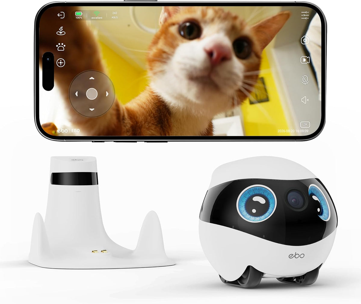 Small round mobile pet camera robot with blue eye display beside a cat