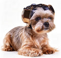Gold dog hearing protection headphones with magnetic buckle