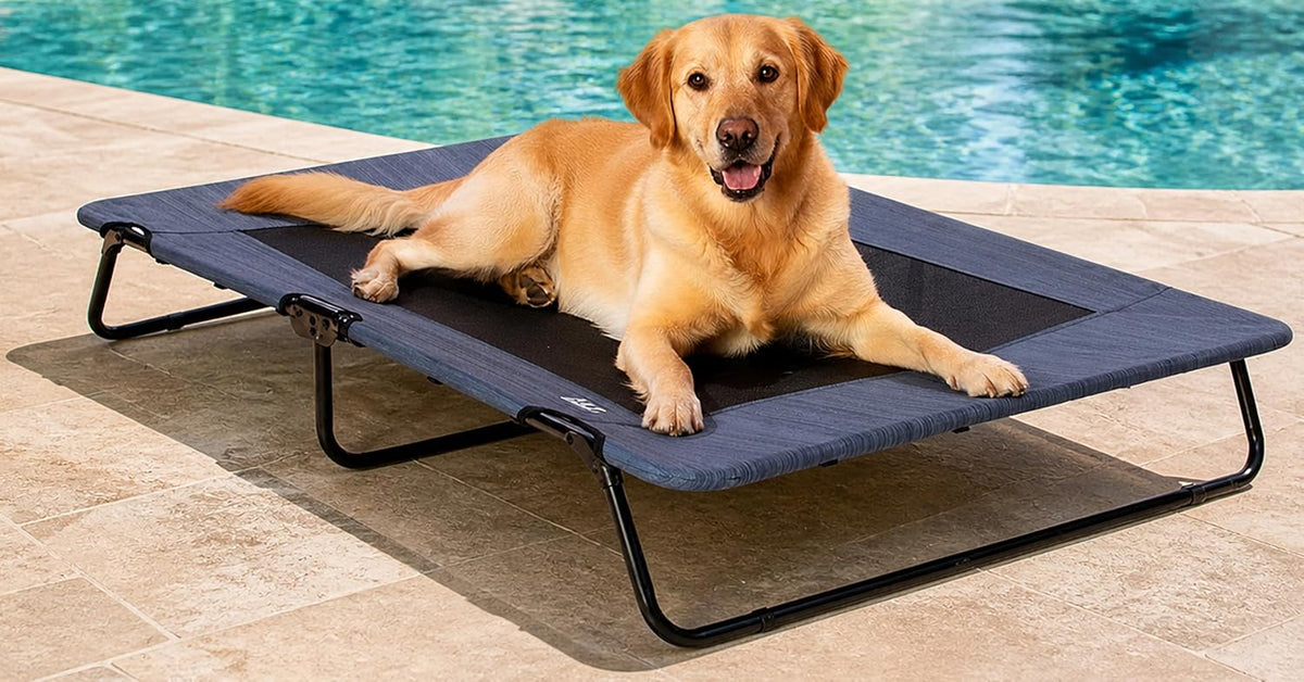 Ocean blue elevated pet cot with mesh deck