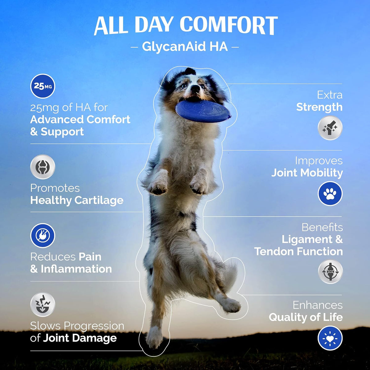 Bottle of glucosamine and chondroitin chewable tablets for dogs