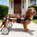 Dachshund walking in a lightweight two-wheel rear support dog wheelchair