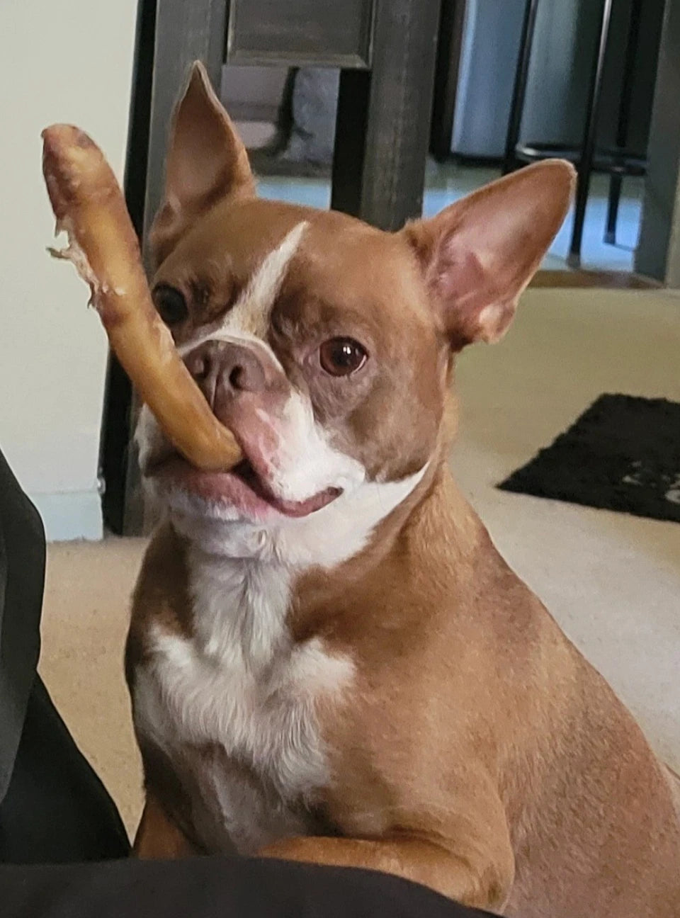 Bully Sticks 6" 100% Natural Beef Bully Sticks Dog Chews & Treats USA Sourced
