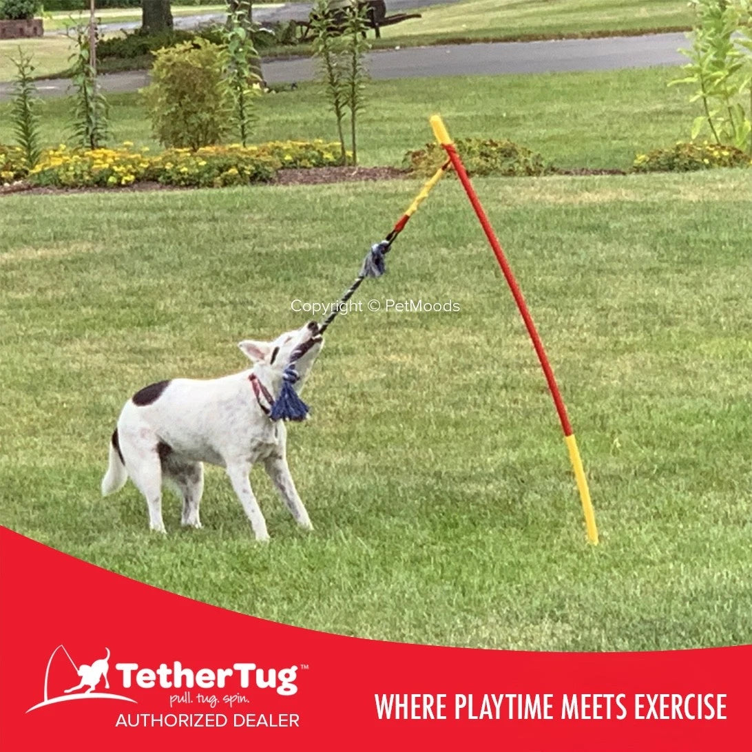 Tether Tug V2 Outdoor Dog Interactive Toy Tugging Pull Exercise 35-70 lbs and Up
