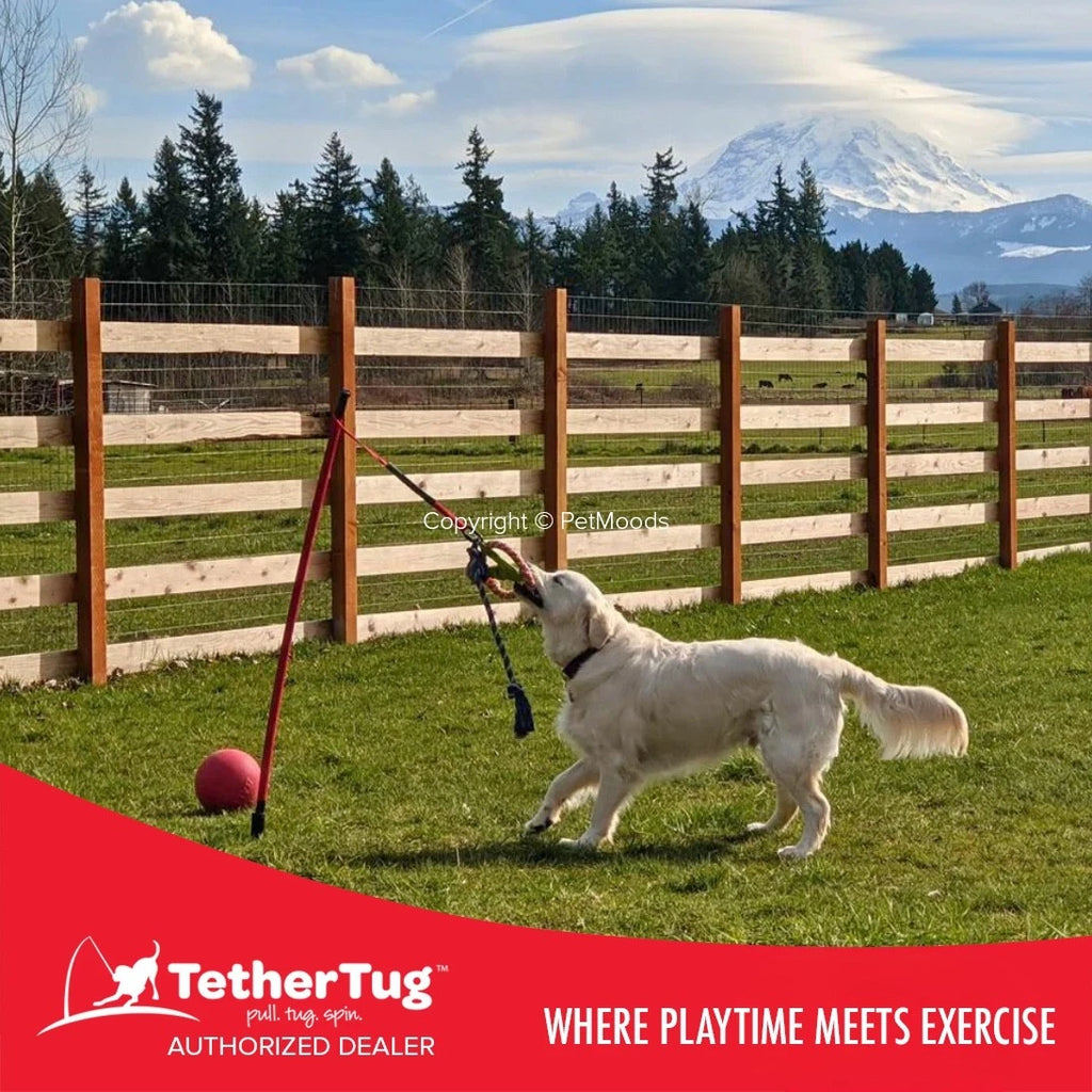 Tether Tug V2 Outdoor Dog Interactive Toy Tugging Pull Exercise 35-70 lbs and Up