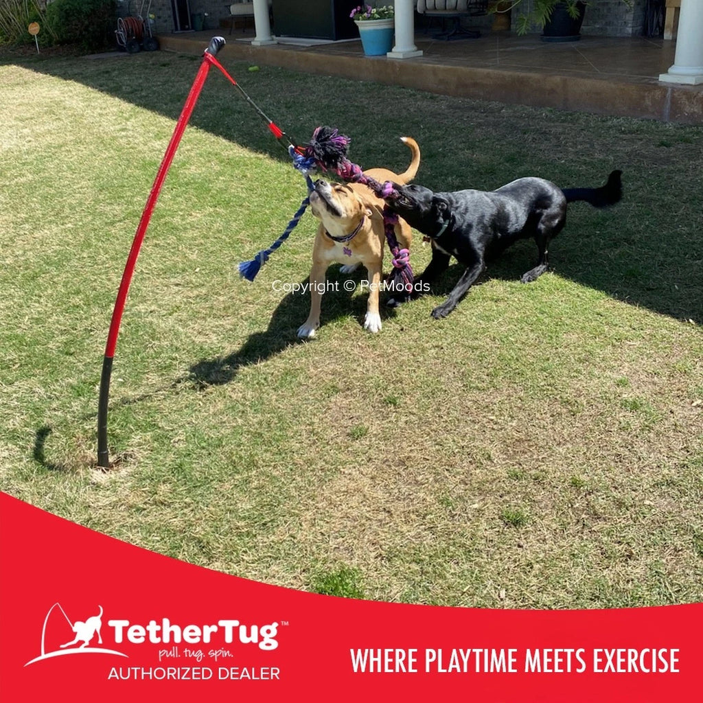 Tether Tug V2 Outdoor Dog Interactive Toy Tugging Pull Exercise 35-70 lbs and Up