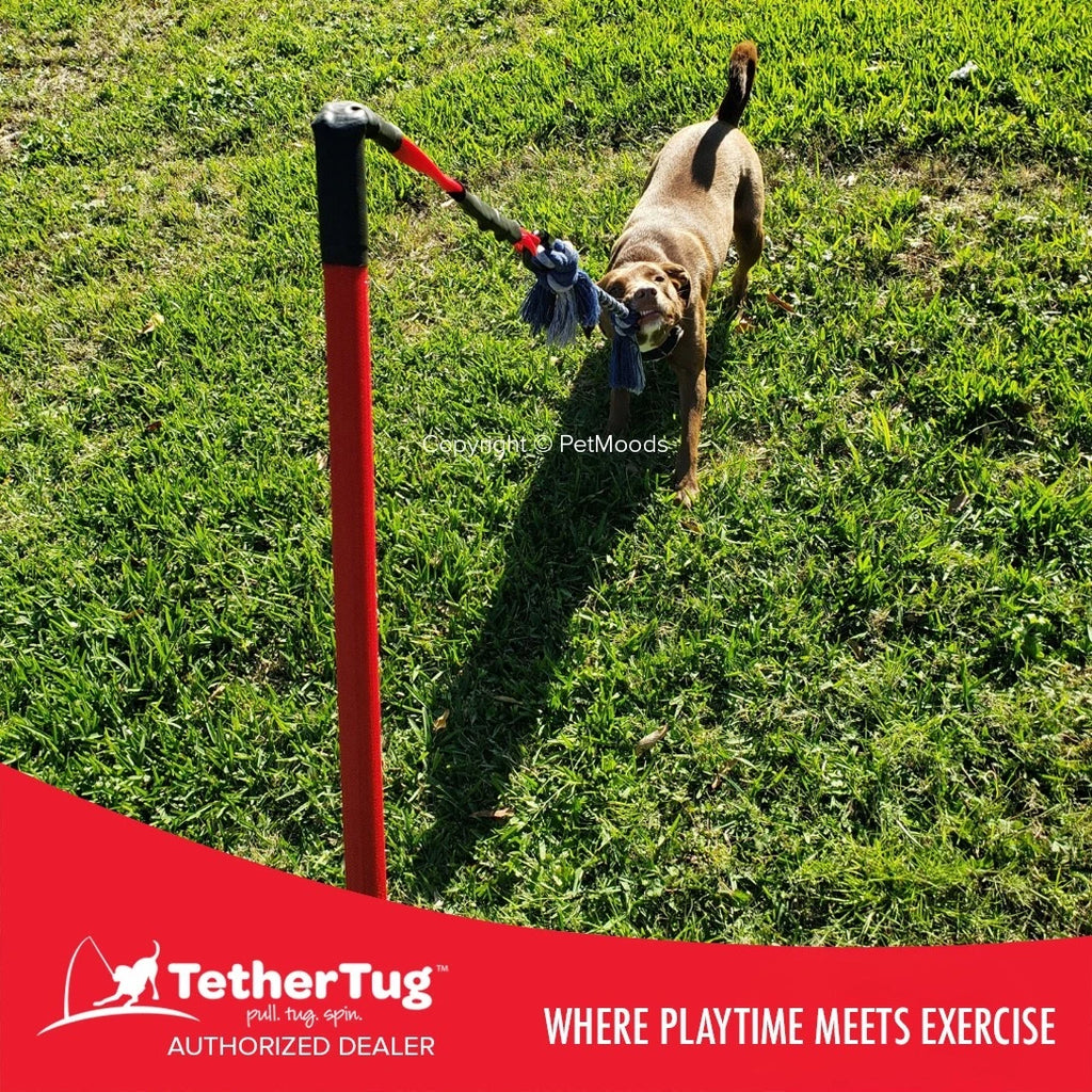 Tether Tug V2 Outdoor Dog Interactive Toy Tugging Pull Exercise 35-70 lbs and Up