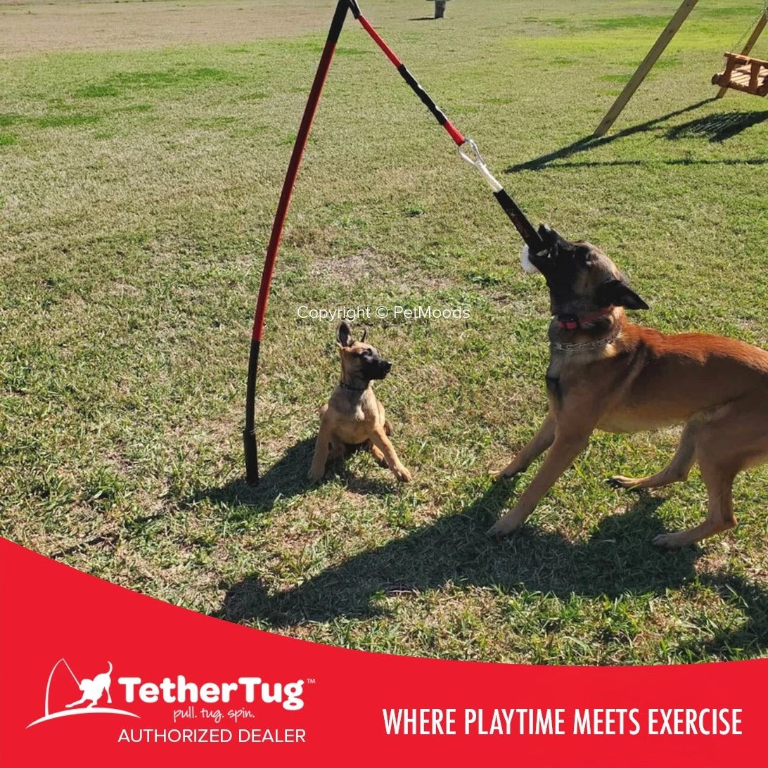 Tether Tug V2 Outdoor Dog Interactive Toy Tugging Pull Exercise 35-70 lbs and Up