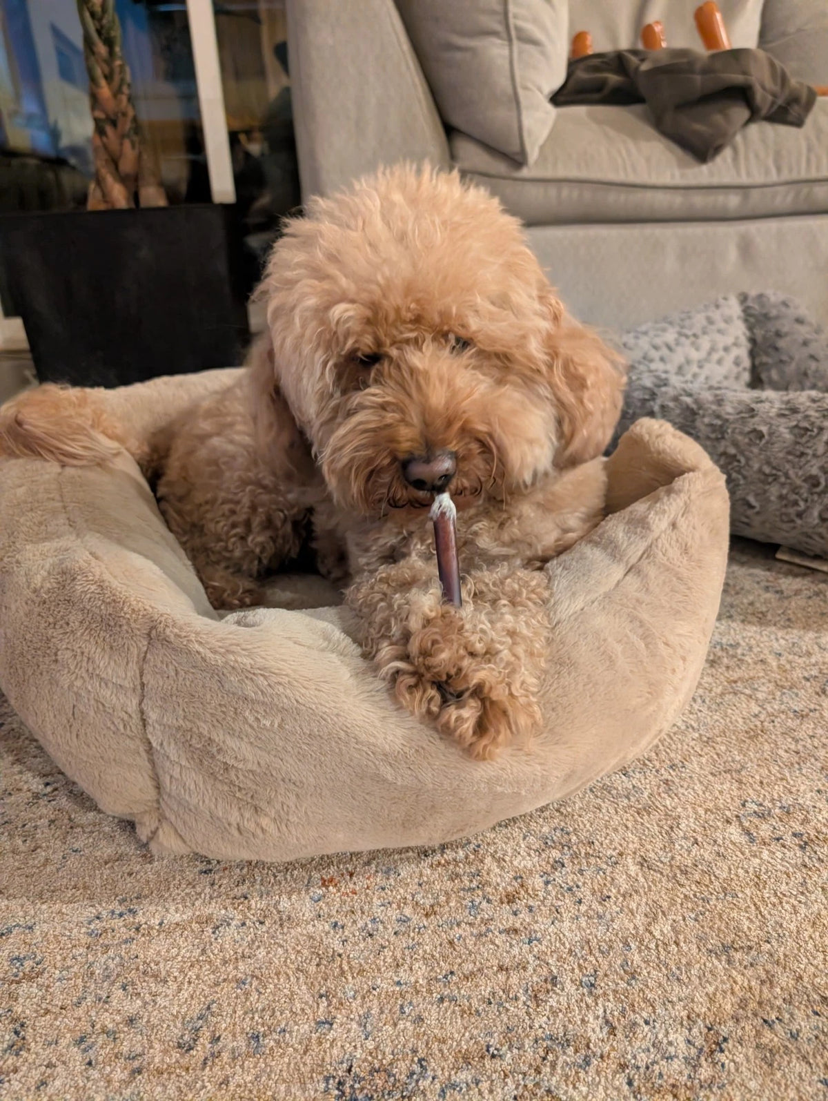 12" Black Angus JUMBO THICK BULLY STICKS natural dog chews treats Dog Bone